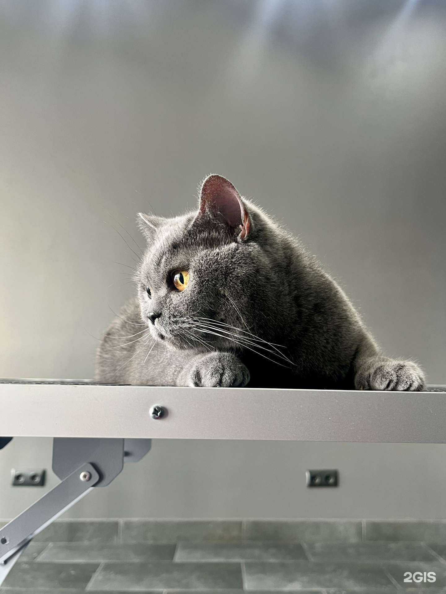 Отзывы на компанию Мэгги Грум в г. Иркутск c фото