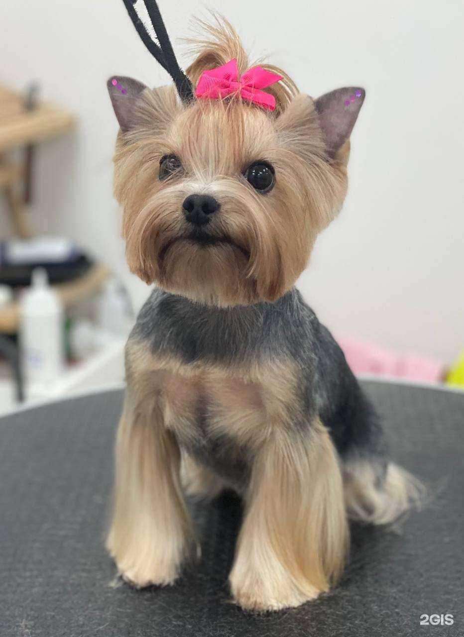 Отзывы на компанию #Любимыйгрумер в г. Самара c фото