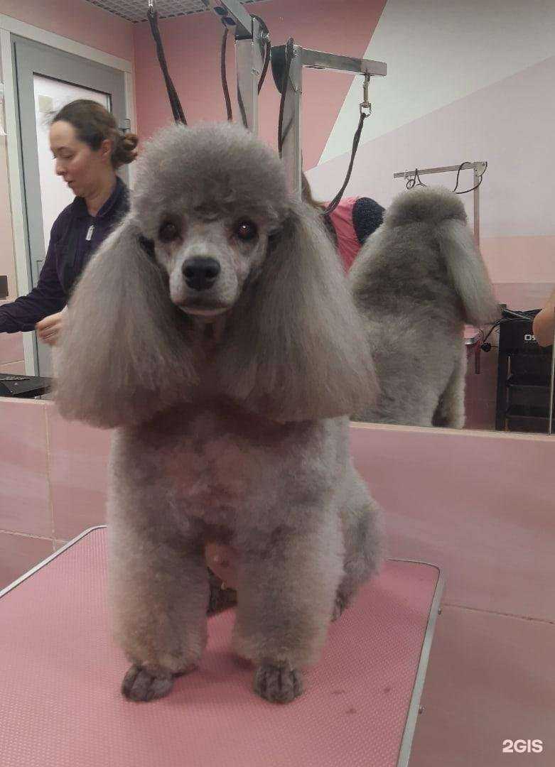 Отзывы на компанию Ушастые Модники в Сыктывкаре c фото