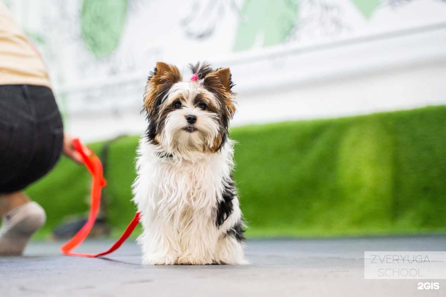 Отзывы на компанию Школа хендлинга и кинологии Владиславы Зверюги в г. Красноярск c фото