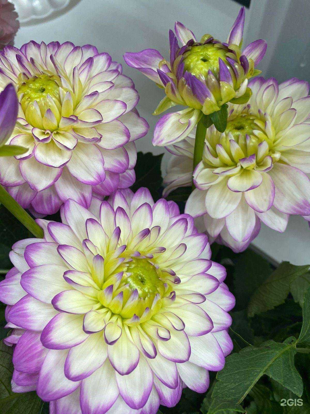 Отзывы на компанию Bordo в г. Краснодар c фото