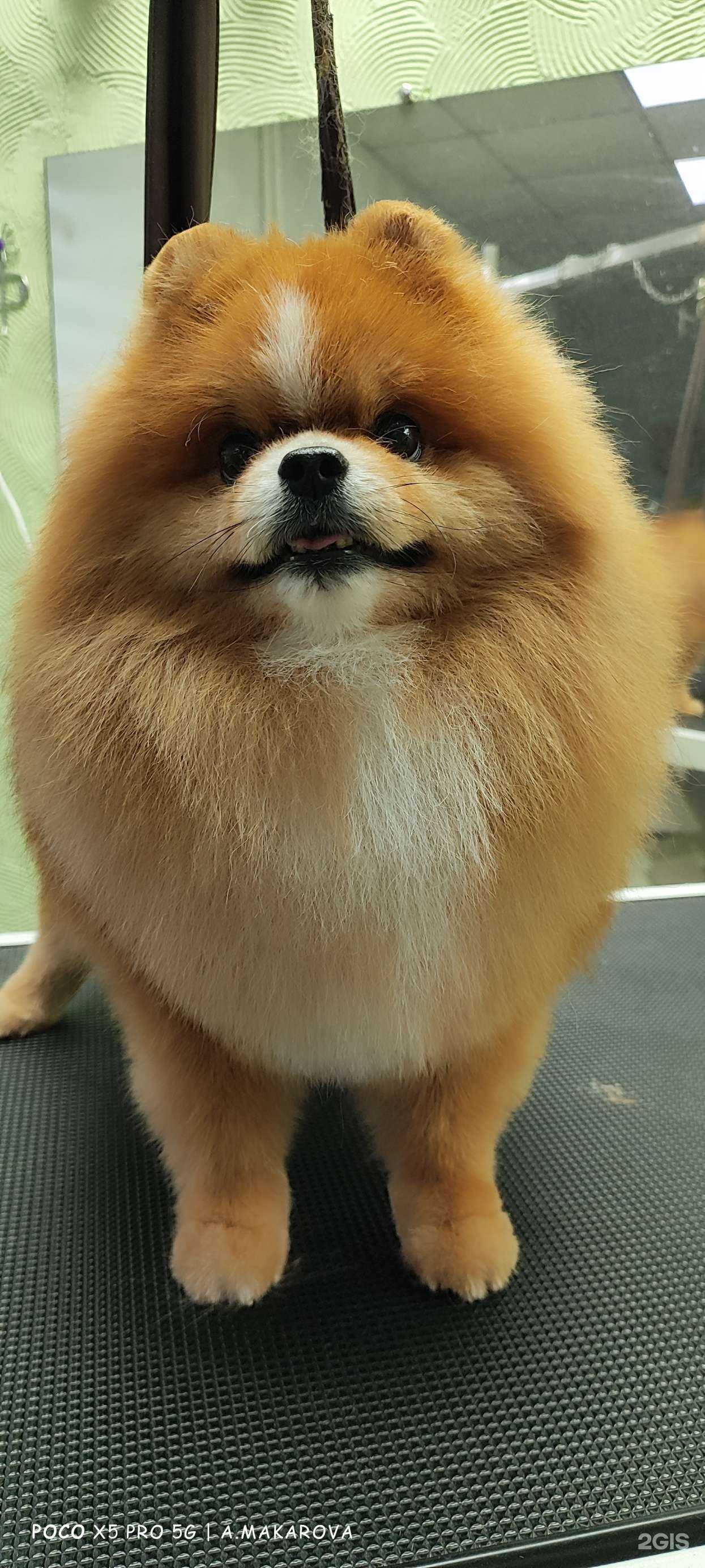 Отзывы на компанию Ультра_дог в Омске c фото