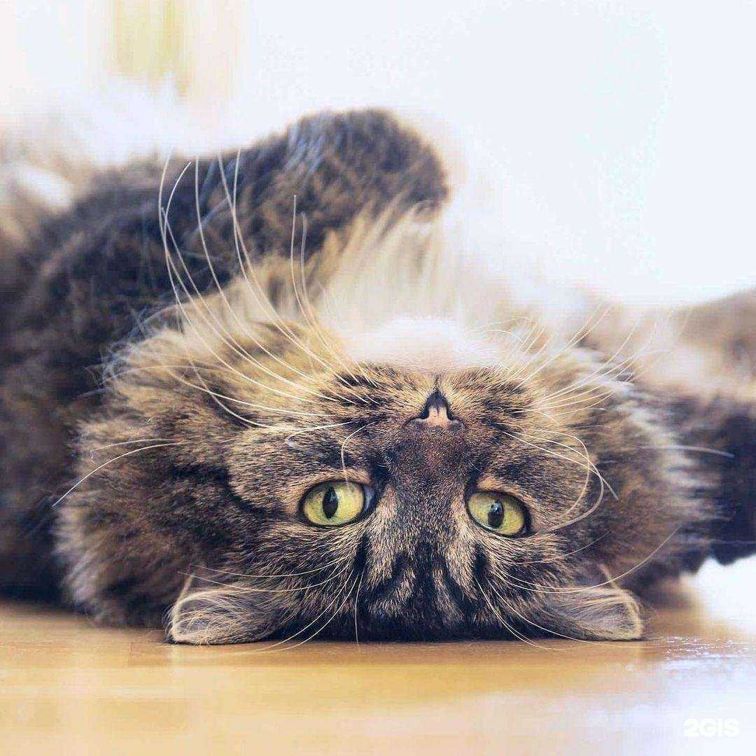 Отзывы на компанию Чистый котик в Стерлитамаке c фото