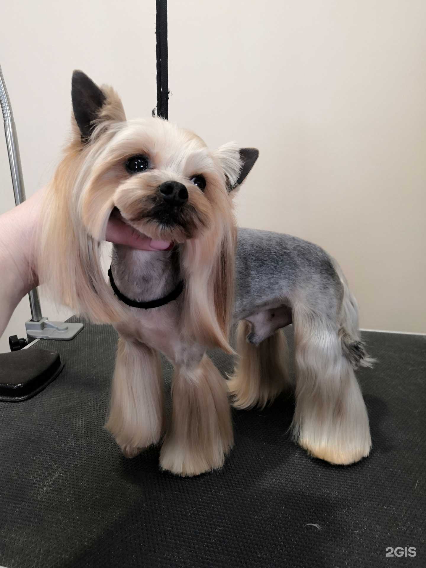 Отзывы на компанию ЛапУсики в Петропавловске-Камчатском c фото