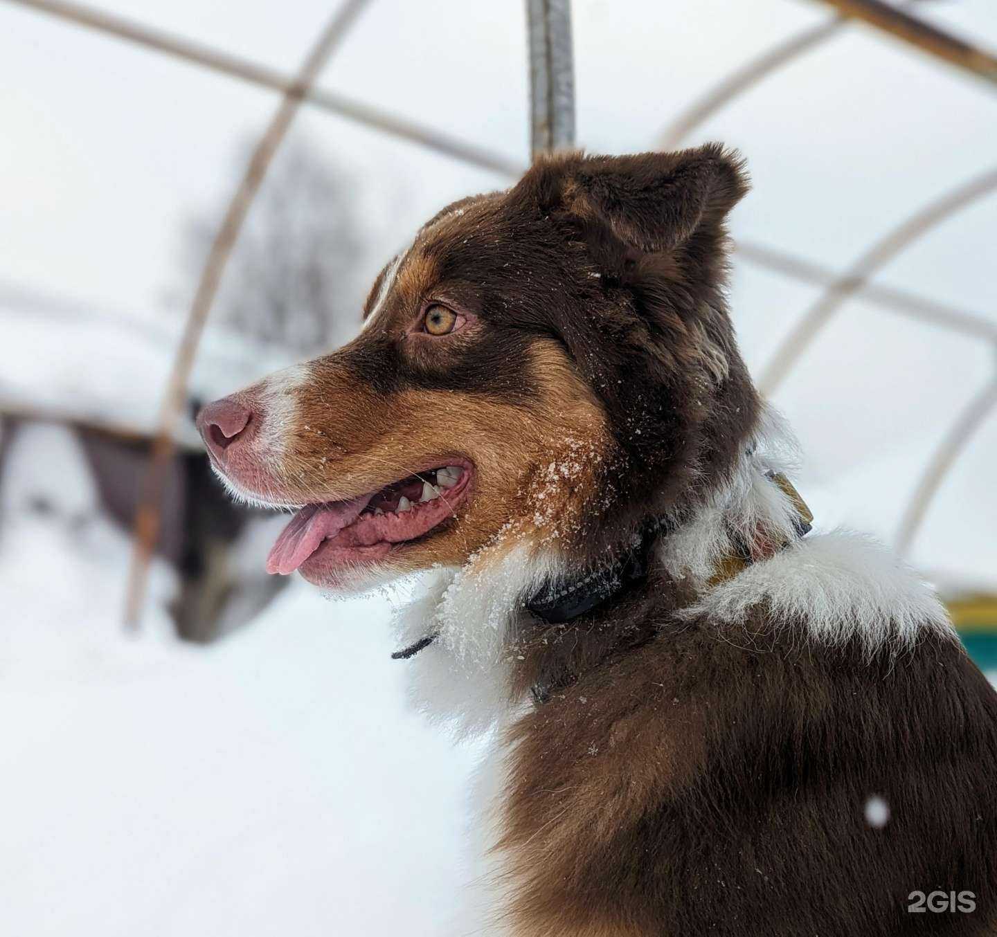 Отзывы на компанию 4 Лапы в Новокузнецке c фото