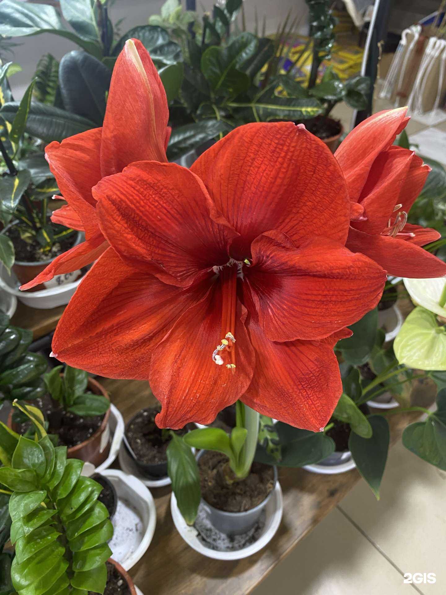 Отзывы на компанию Фикусь в г. Астрахань c фото