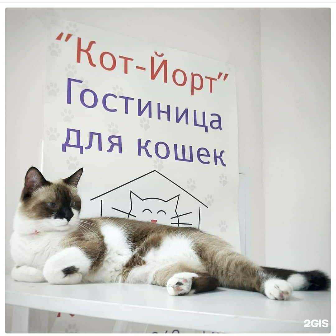 Отзывы на компанию Кот-йорт в г. Уфа c фото