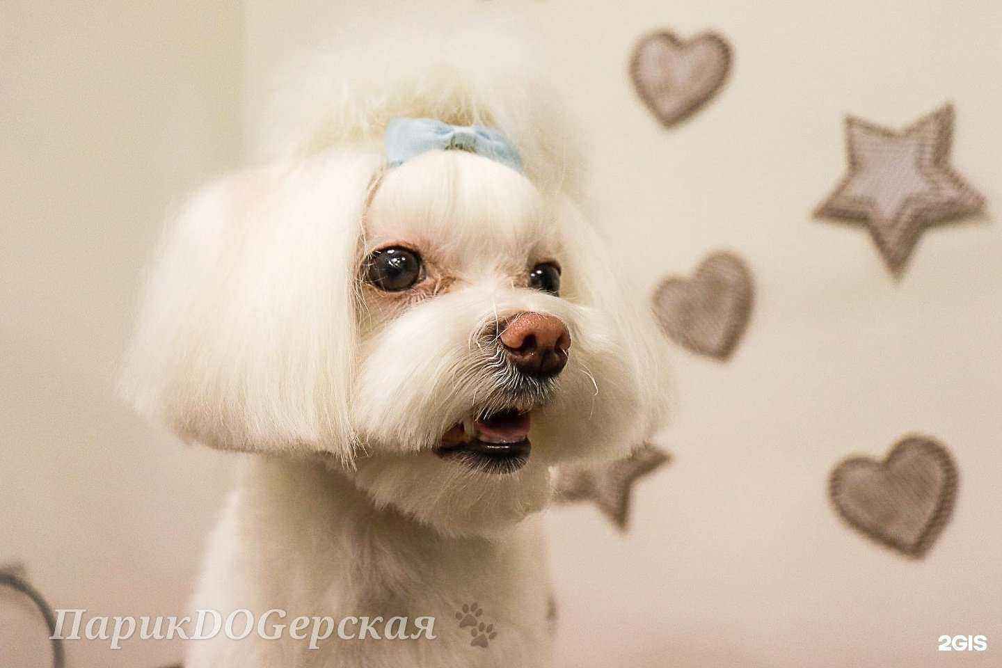 Отзывы на компанию ПарикDOGерская в г. Новосибирск c фото