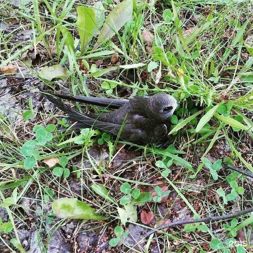 Отзывы на компанию Эковоз в Кирове c фото