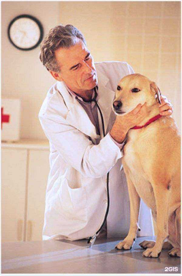 Отзывы на компанию Счастливый слон в Пензе c фото