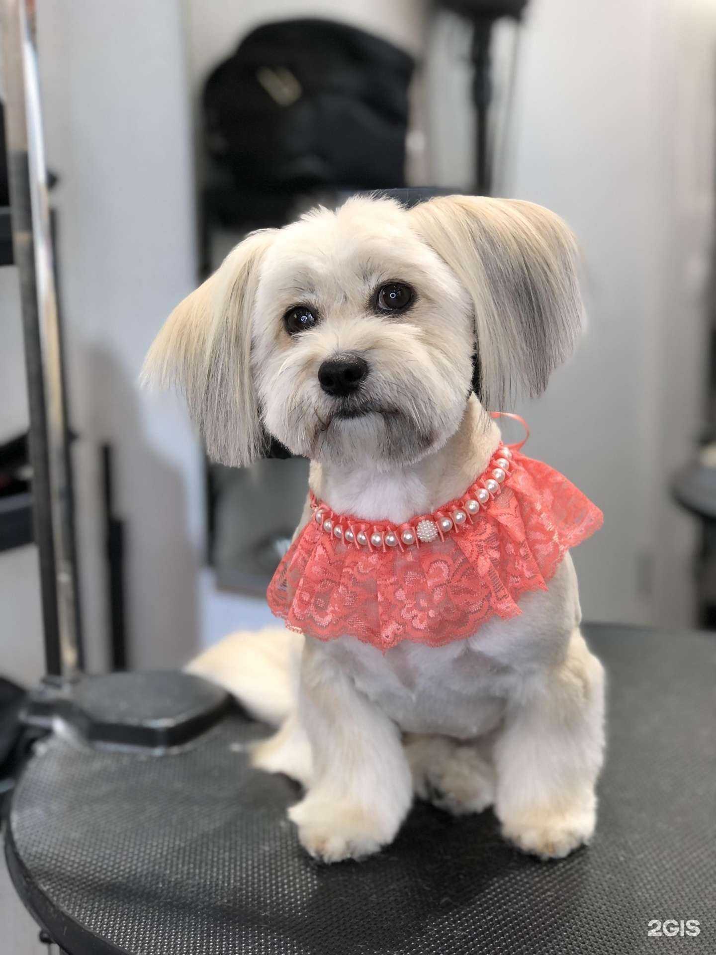 Отзывы на компанию Lapkin`s в г. Иркутск c фото