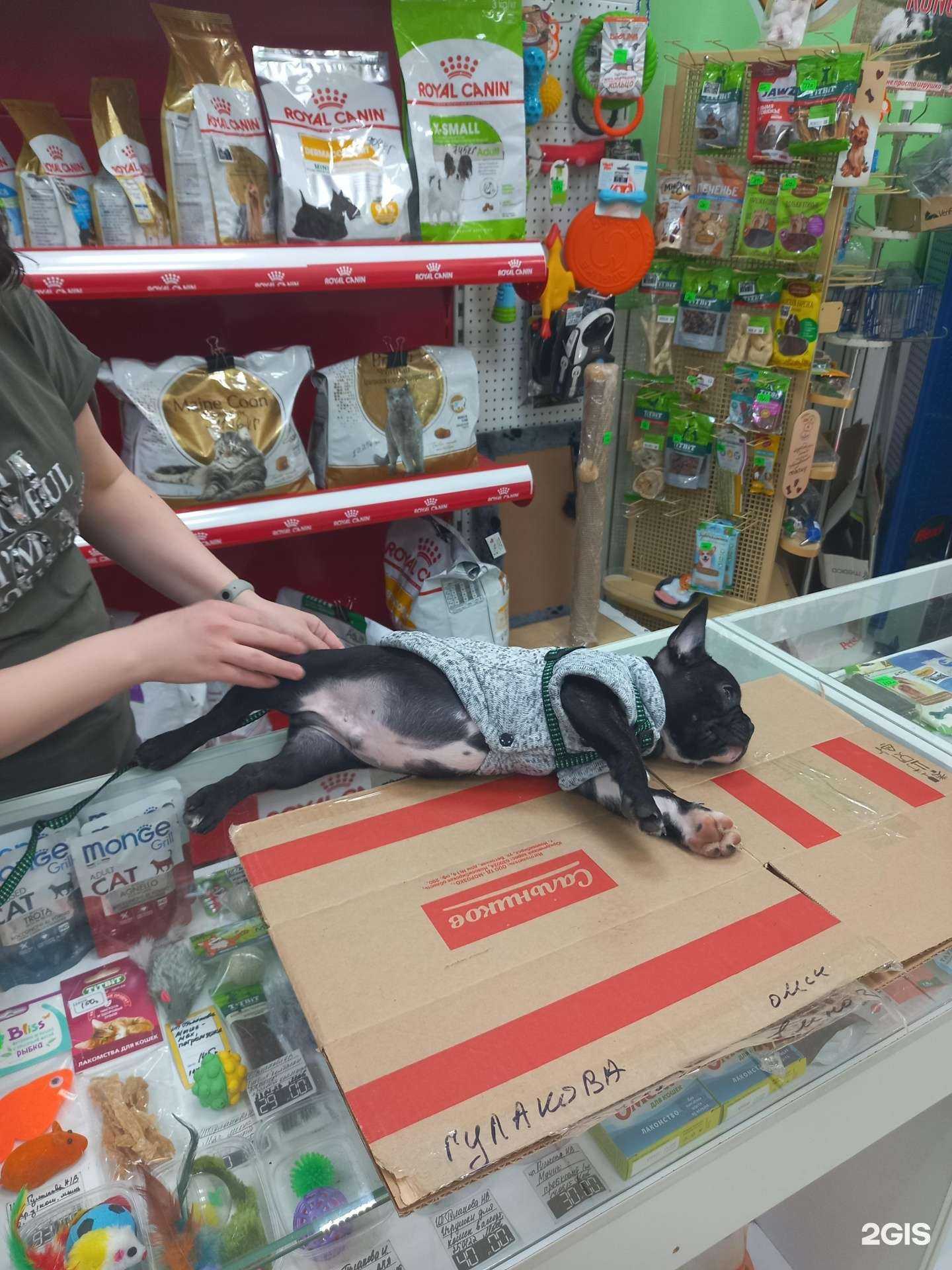 Отзывы на компанию Зоодруг в Омске c фото