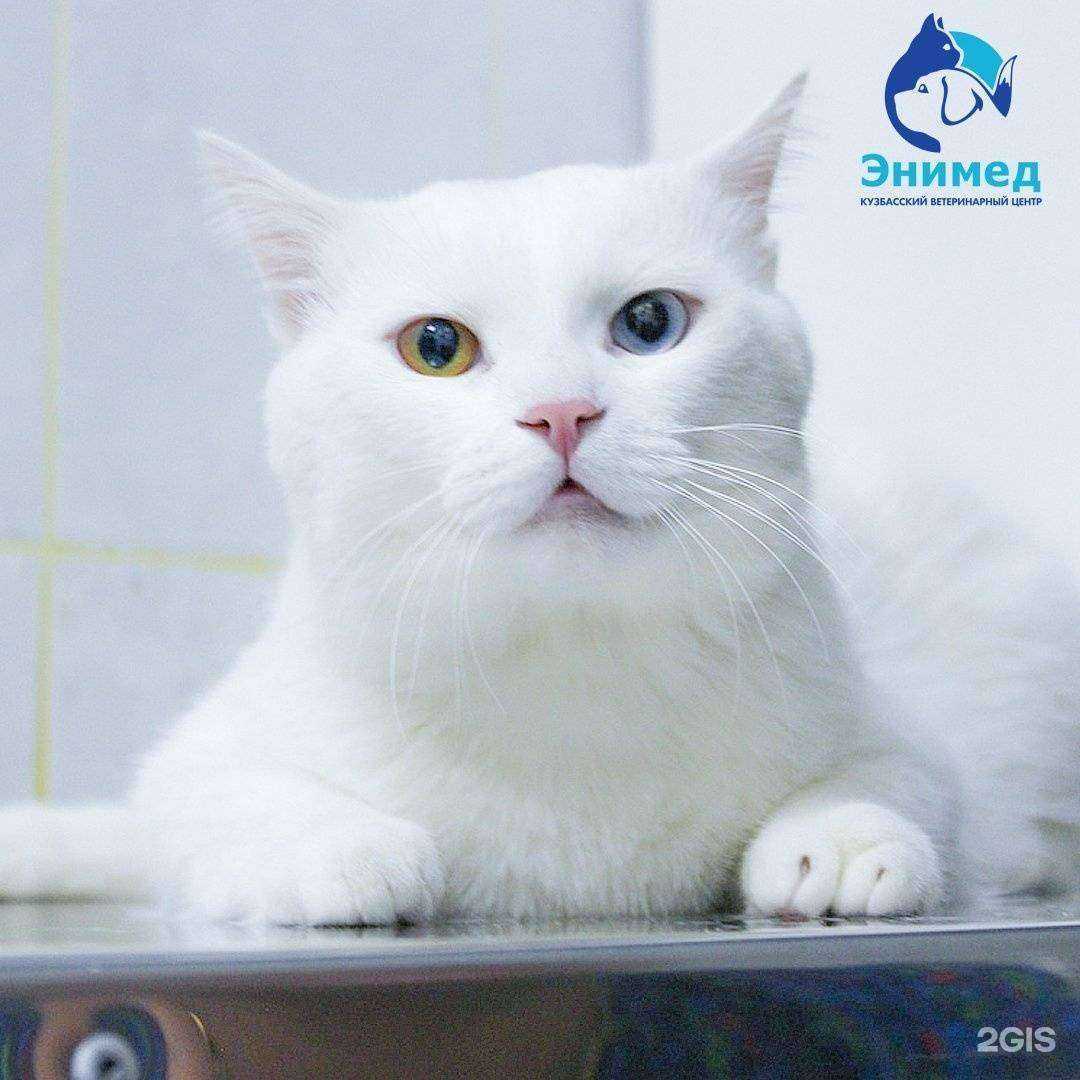 Отзывы на компанию Энимед в Новокузнецке c фото