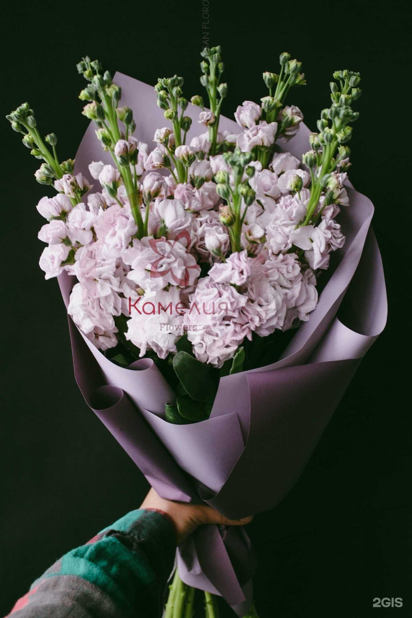 Отзывы на компанию Камелия в Челябинске c фото