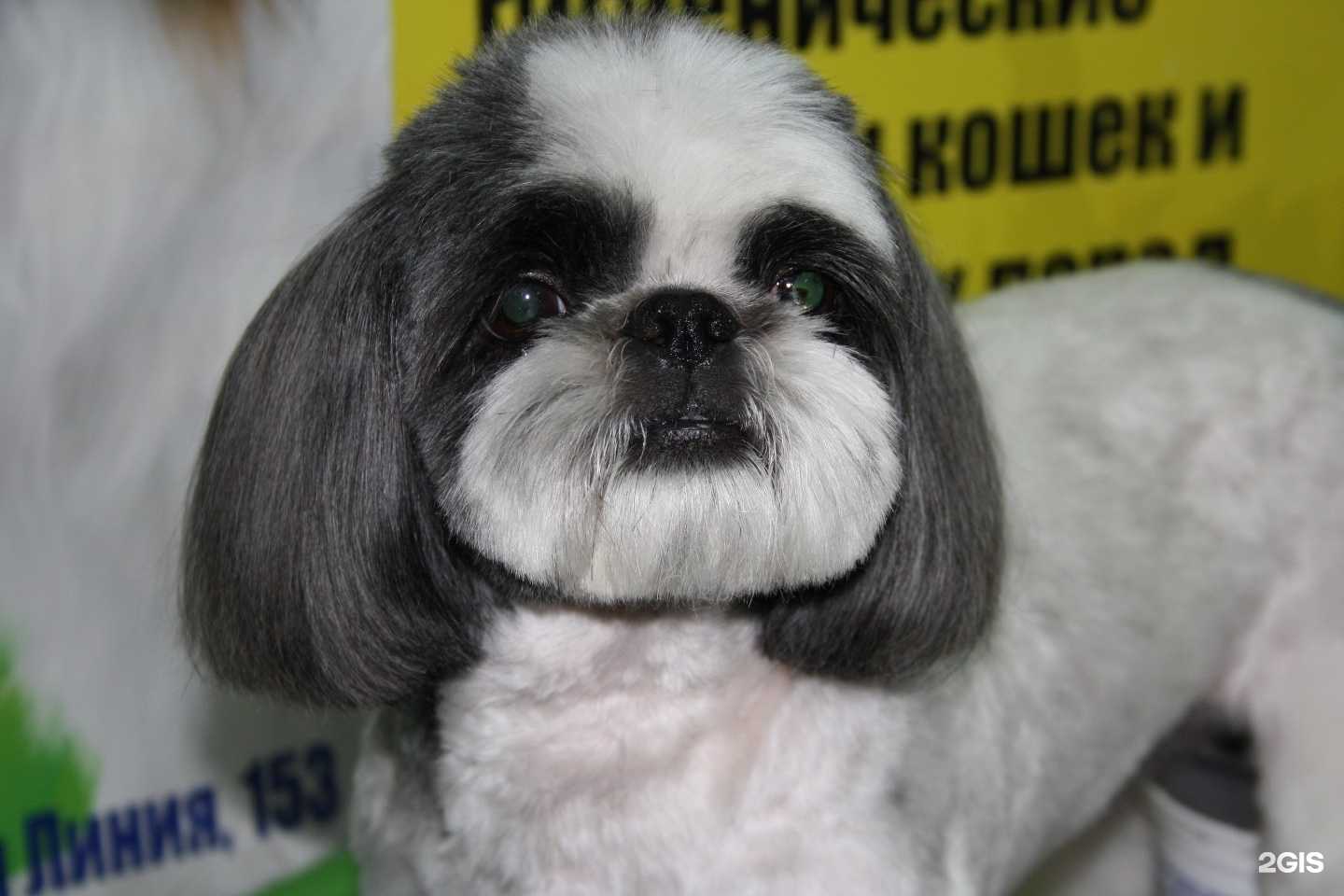 Отзывы на компанию Альфа дог в Омске c фото