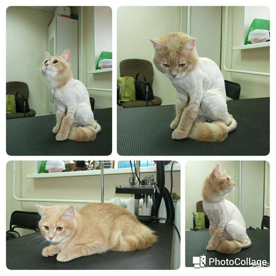 Отзывы на компанию ВитаВет в Ижевске c фото