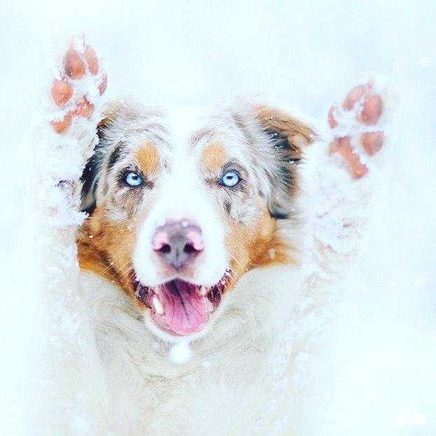 Отзывы на компанию Кот Леопольд в Иванове c фото