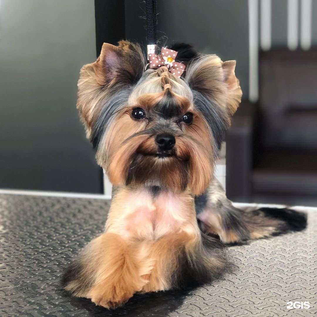 Отзывы на компанию Barberdog в Казани c фото