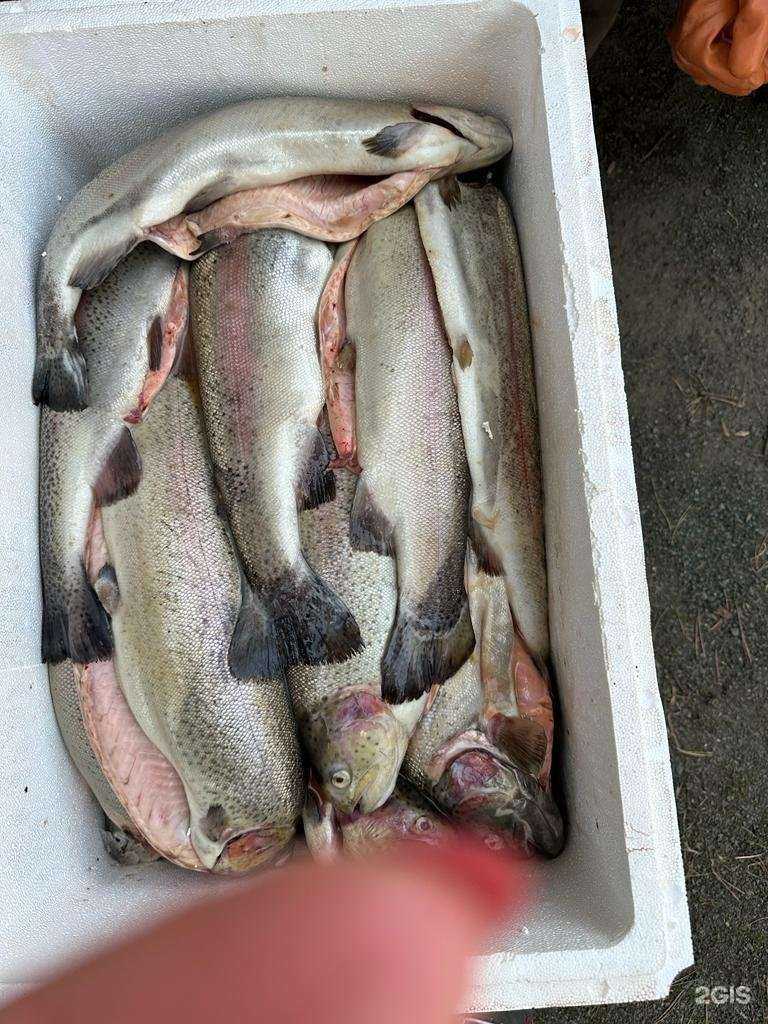 Отзывы на компанию Рыбное место в Петрозаводске c фото