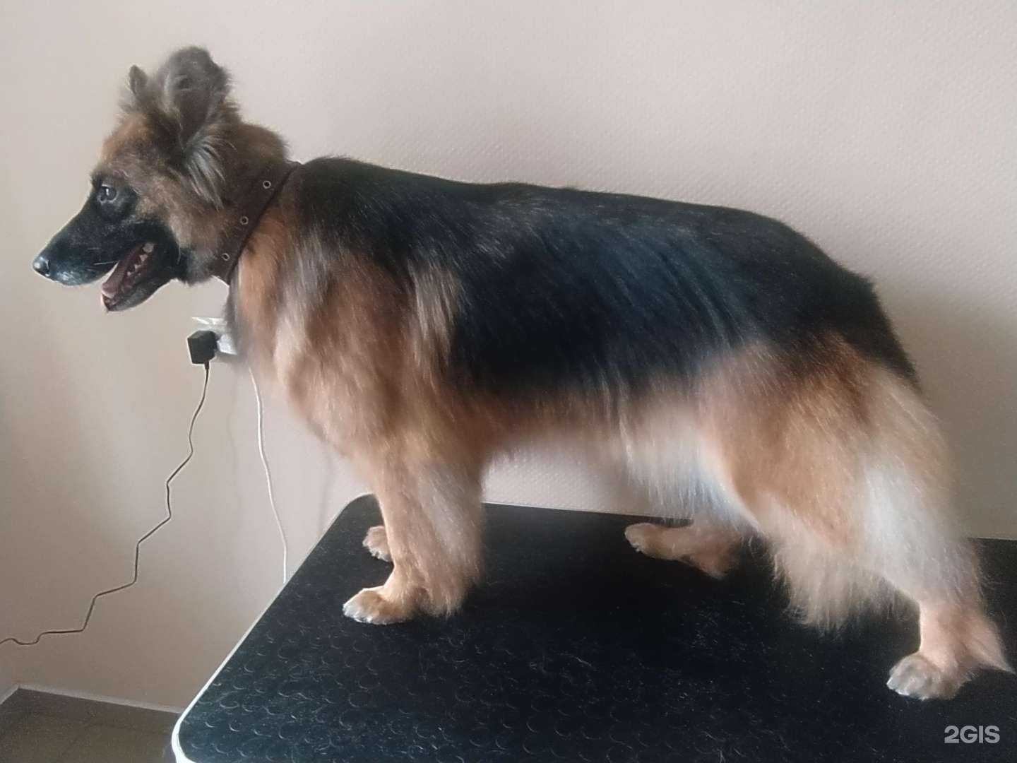 Отзывы на компанию Уши, лапы, хвост в Минусинске c фото