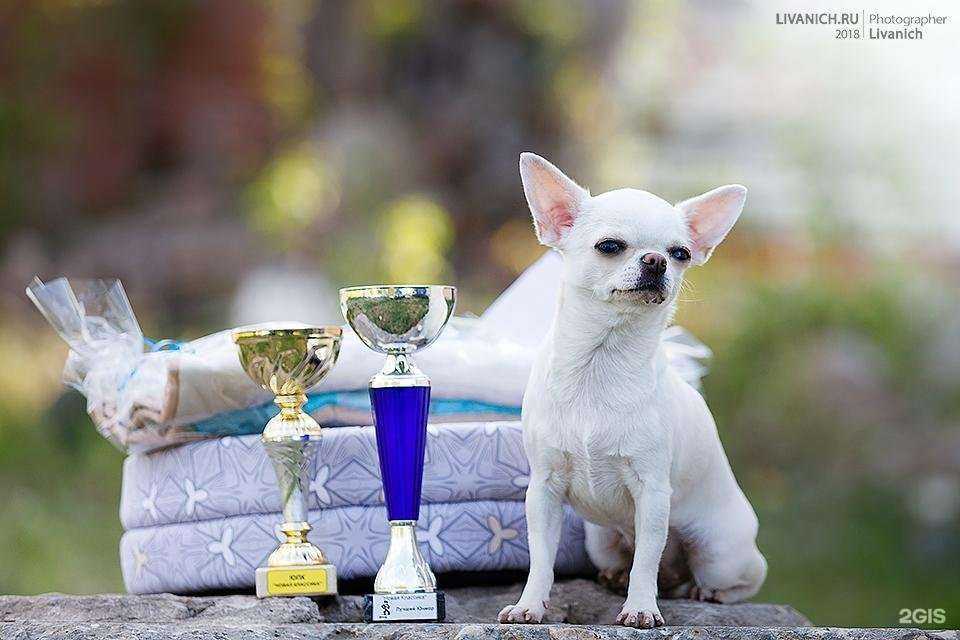 Отзывы на компанию Вандог в Коломне c фото