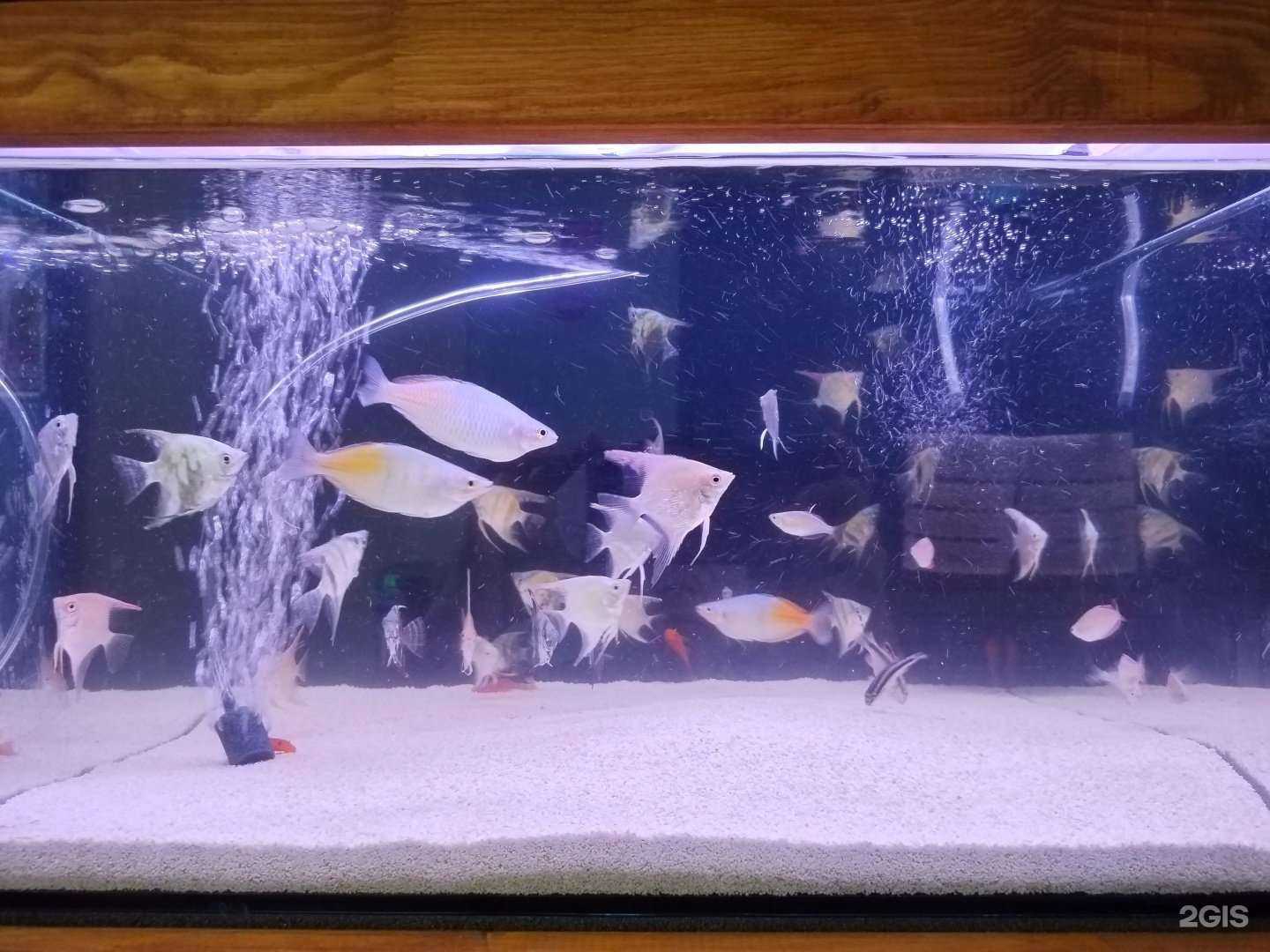 Отзывы на компанию Рыбки в Тюмени c фото