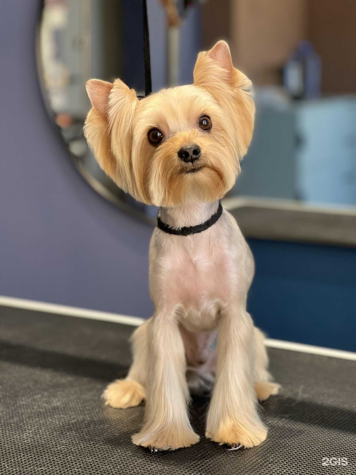 Отзывы на компанию Cosmos groom в Новосибирске c фото