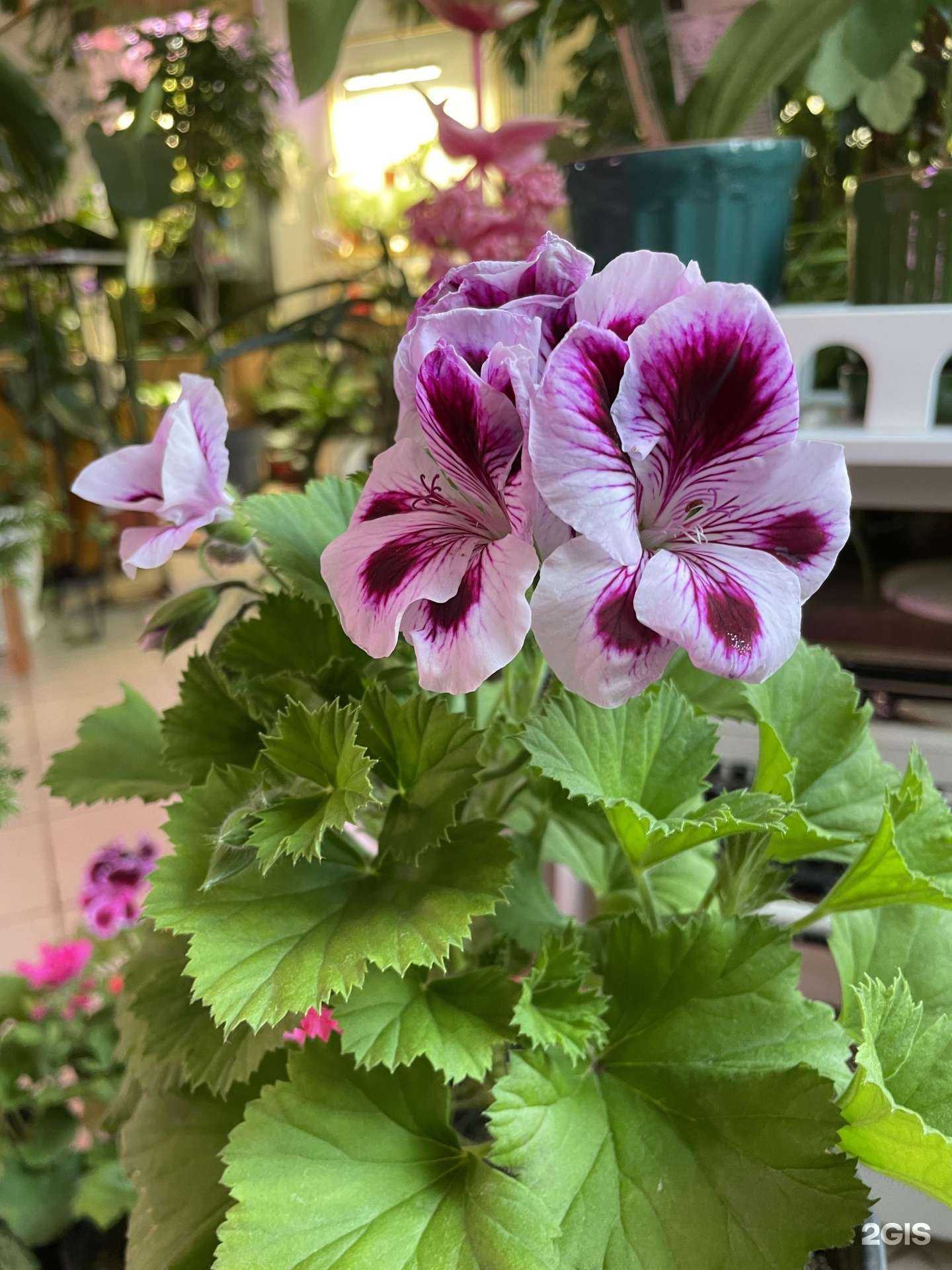 Отзывы на компанию Цветок в горшке в Самаре c фото