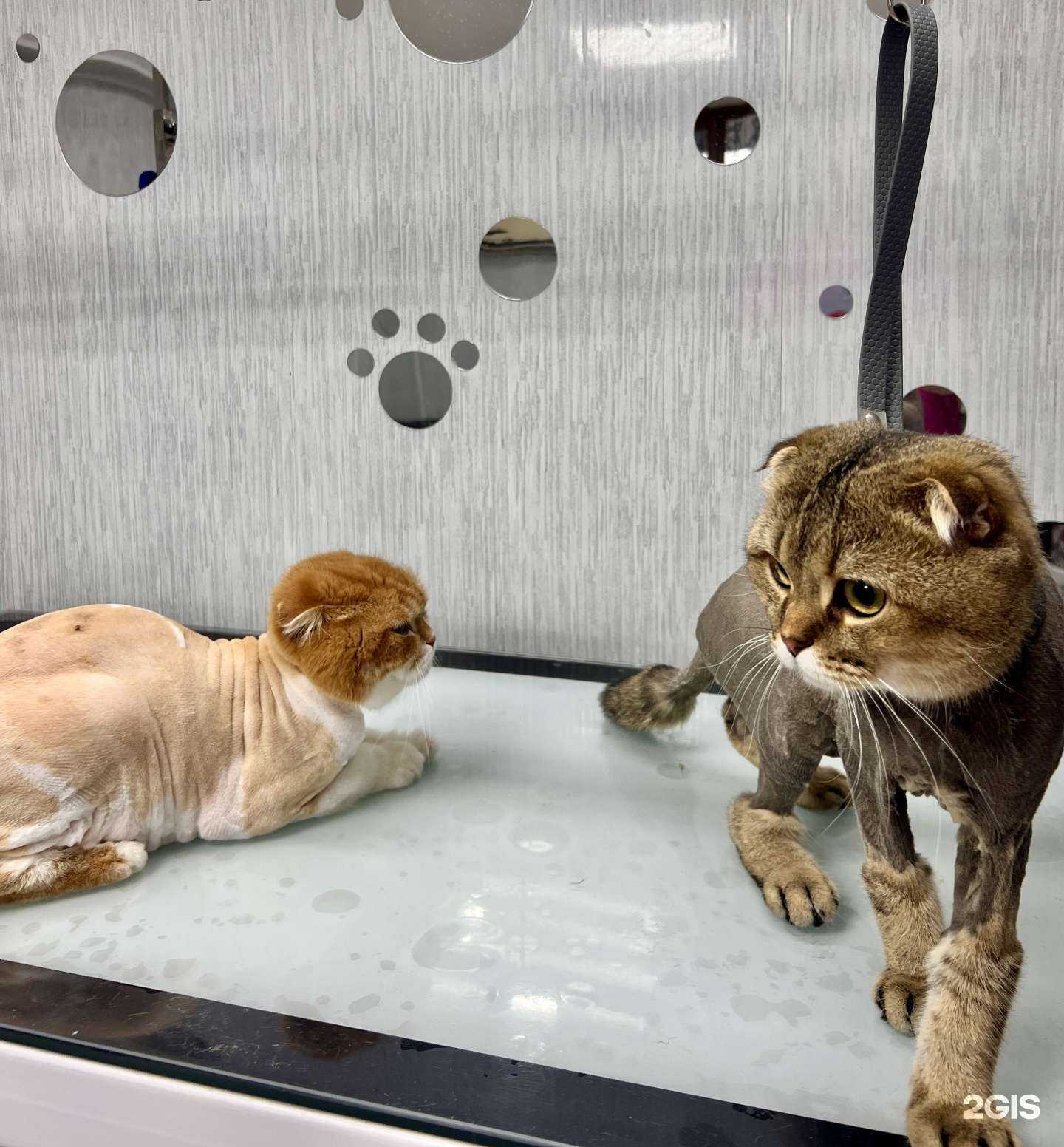 Отзывы на компанию Barber Пёс в г. Сочи c фото