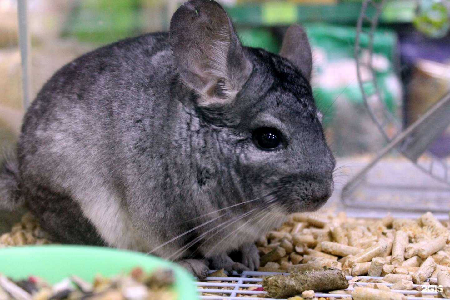 Отзывы на компанию ПланетаZoo в г. Смоленск c фото