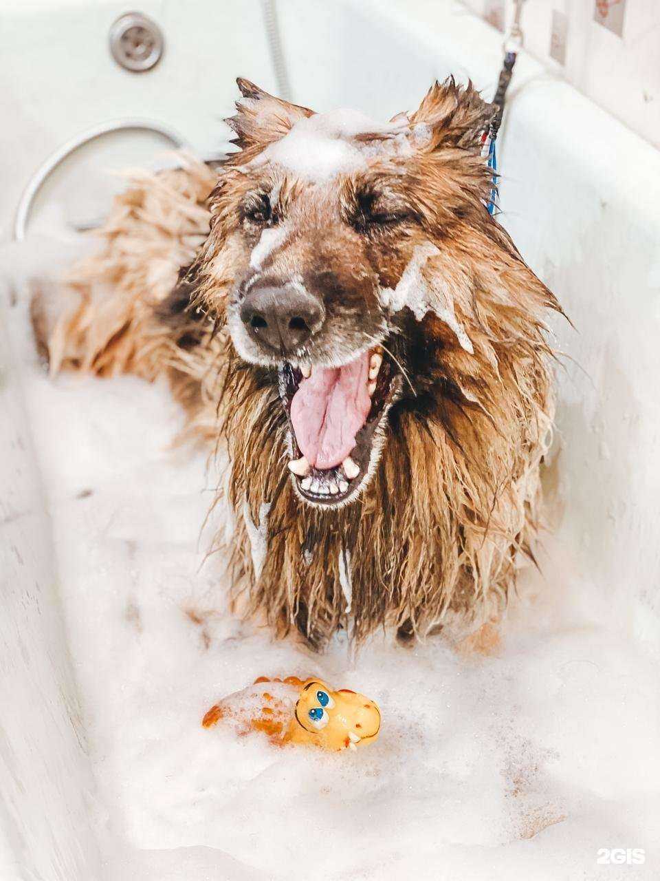 Отзывы на компанию ЛапУсики в г. Красноярск c фото