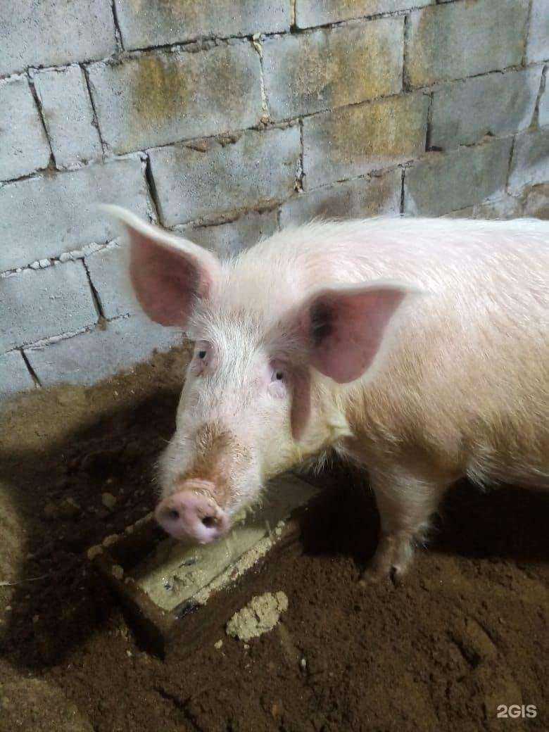 Отзывы на компанию Мясников в Орске c фото