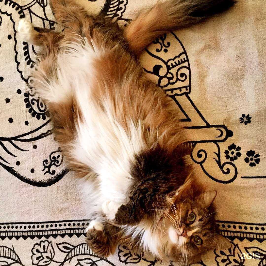 Отзывы на компанию Уютные коты в Екатеринбурге c фото