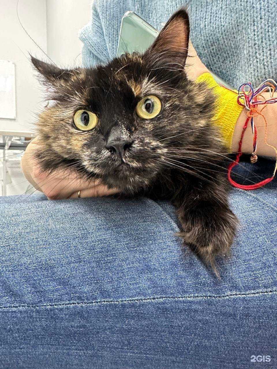 Отзывы на компанию Доктор Дулиттл в г. Красногорск c фото