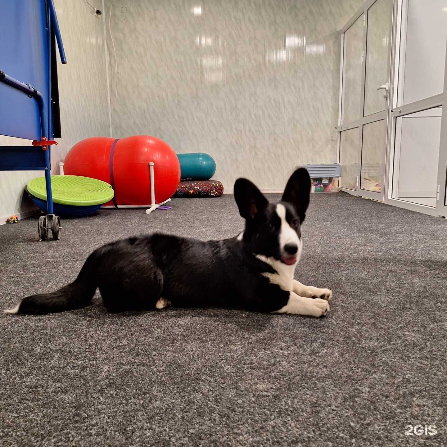 Отзывы на компанию DogHome63 в Тольятти c фото