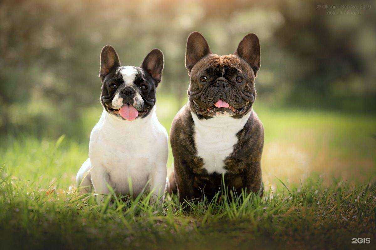 Отзывы на компанию Верный Друг в Ярославле c фото