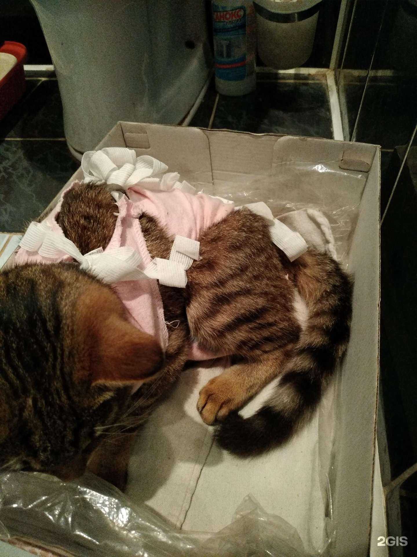 Отзывы на компанию Стерлитамакская государственная ветеринарная клиника и аптека в г. Стерлитамак c фото