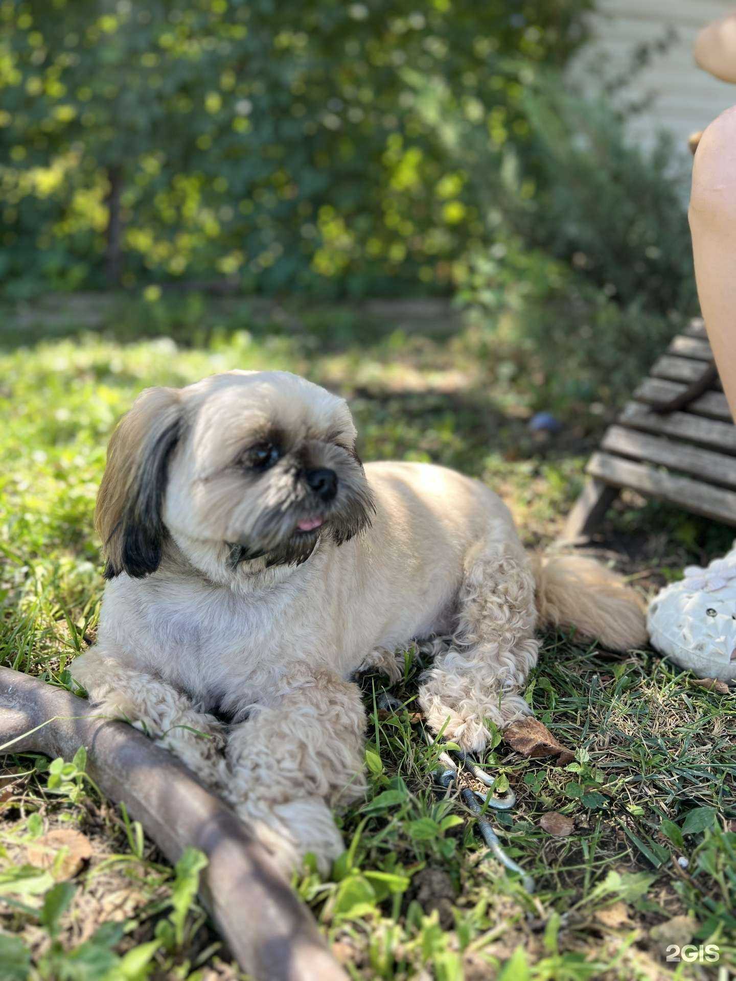 Отзывы на компанию LackyDog в Краснодаре c фото