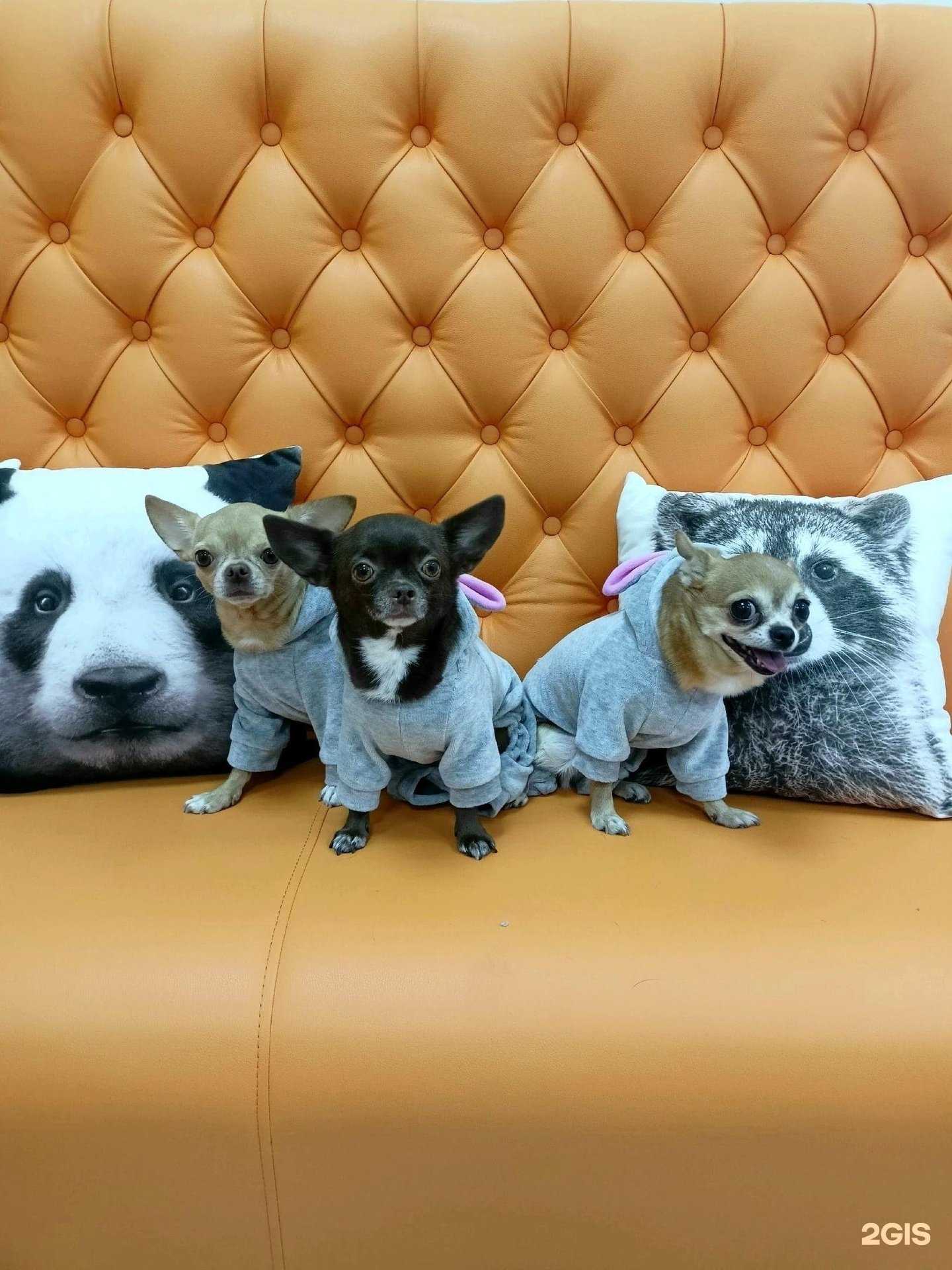 Отзывы на компанию СоболеваВет в г. Киров c фото