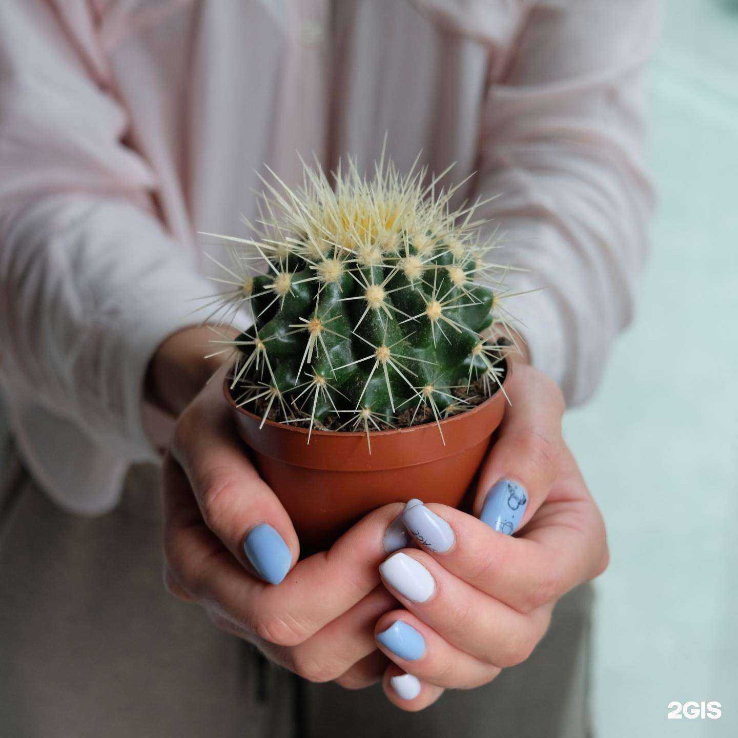 Отзывы на компанию Оазис в г. Хабаровск c фото