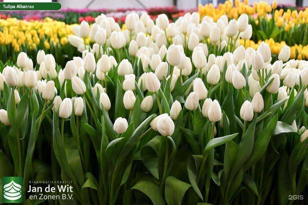 Отзывы на компанию Тюльпания в г. Пермь c фото