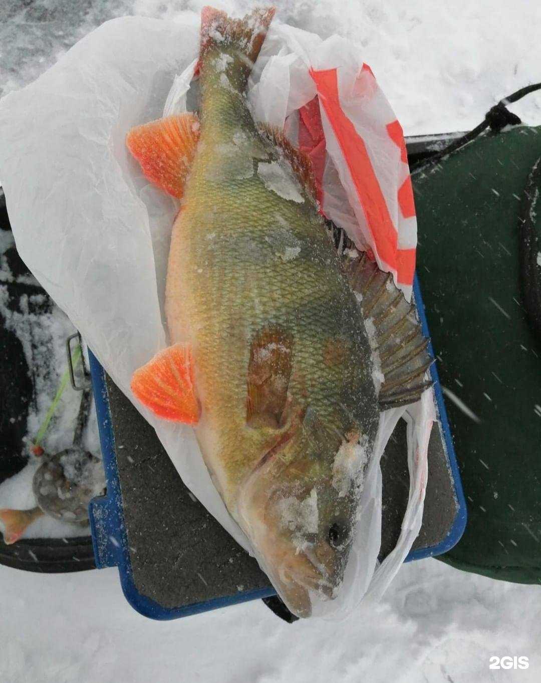 Отзывы на компанию Рыбалка+ в г. Киселёвск c фото