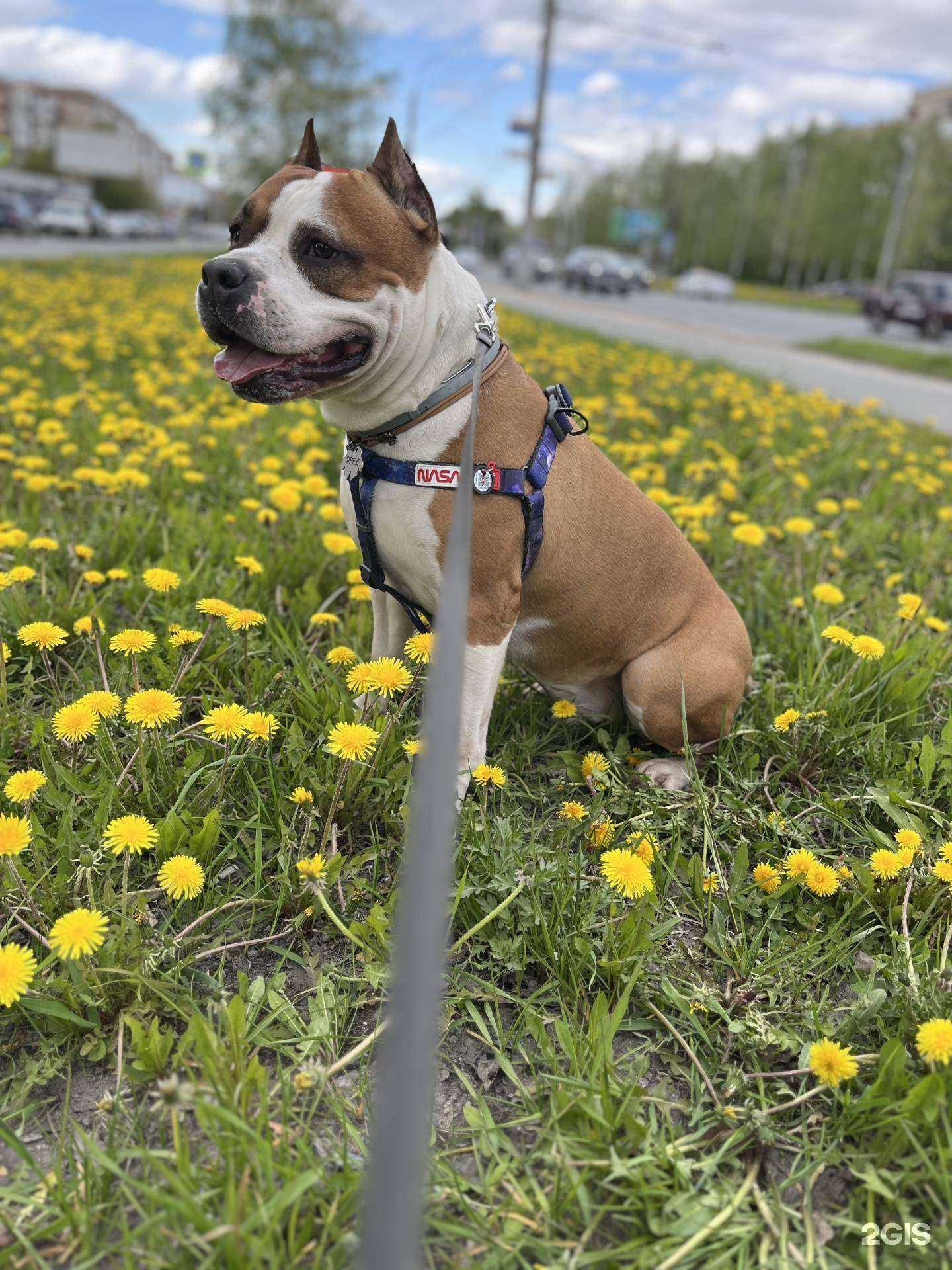 Отзывы на компанию Pride groom в Ижевске c фото