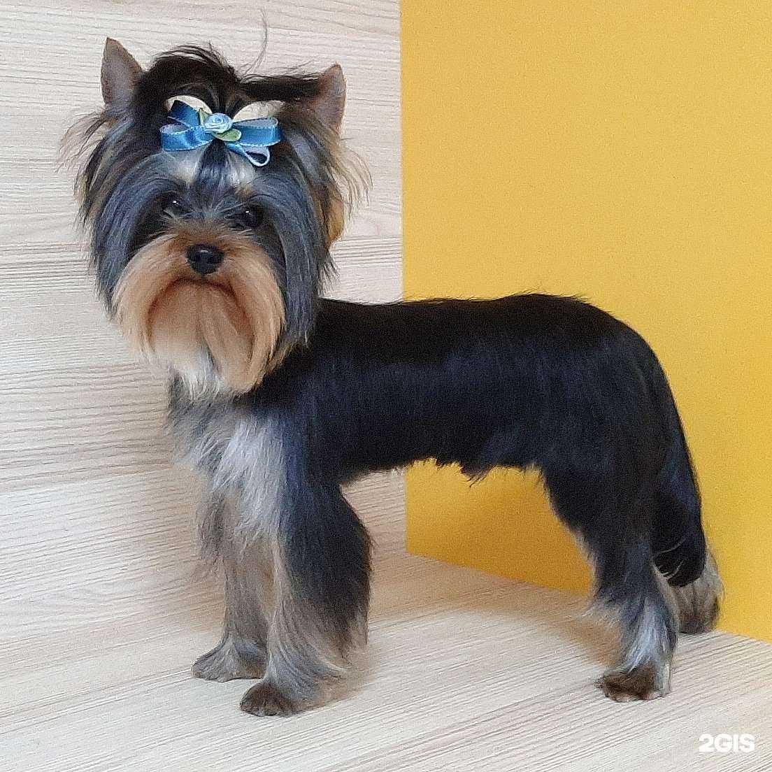 Отзывы на компанию Пес Пижон в г. Петрозаводск c фото