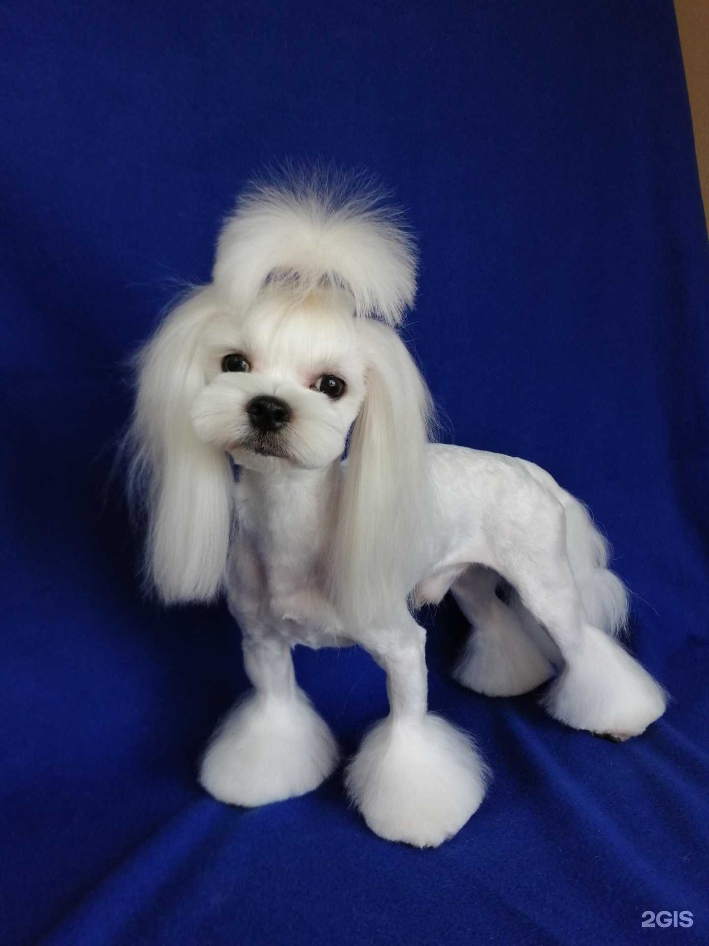 Отзывы на компанию Зоосалон в Тольятти c фото