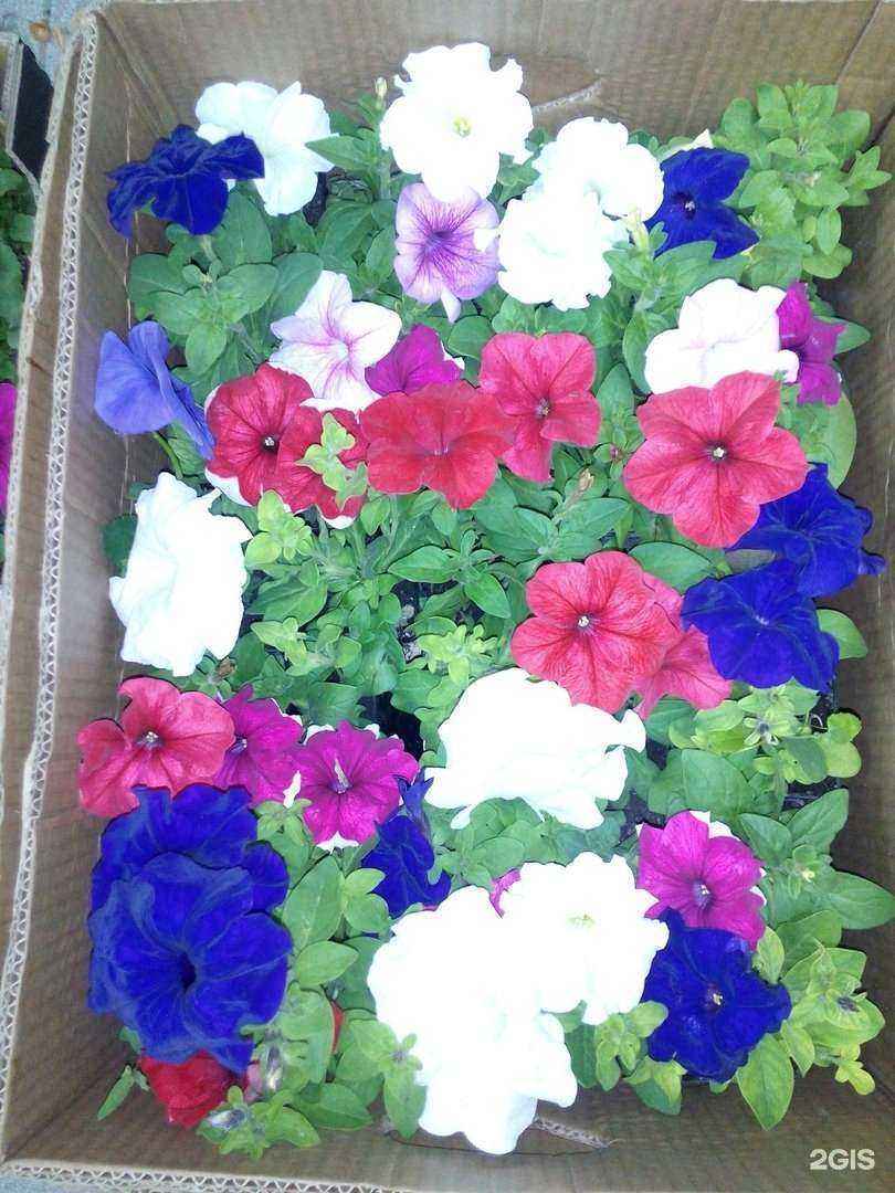 Отзывы на компанию Дачник в г. Миасс c фото