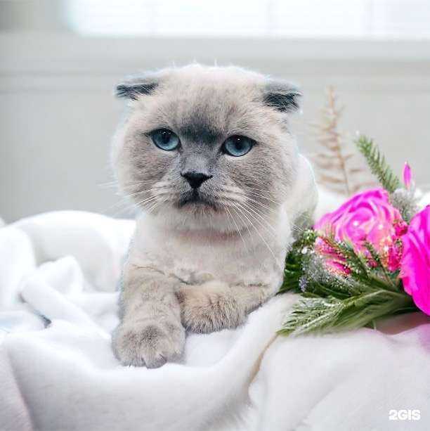 Отзывы на компанию ЗооШарм                         в Сургуте c фото