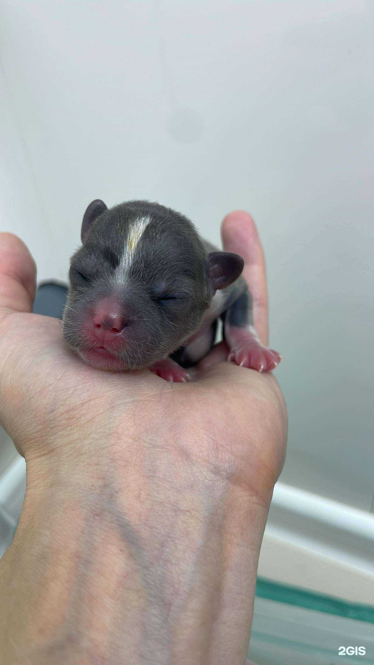 Отзывы на компанию Миравет в Батайске c фото