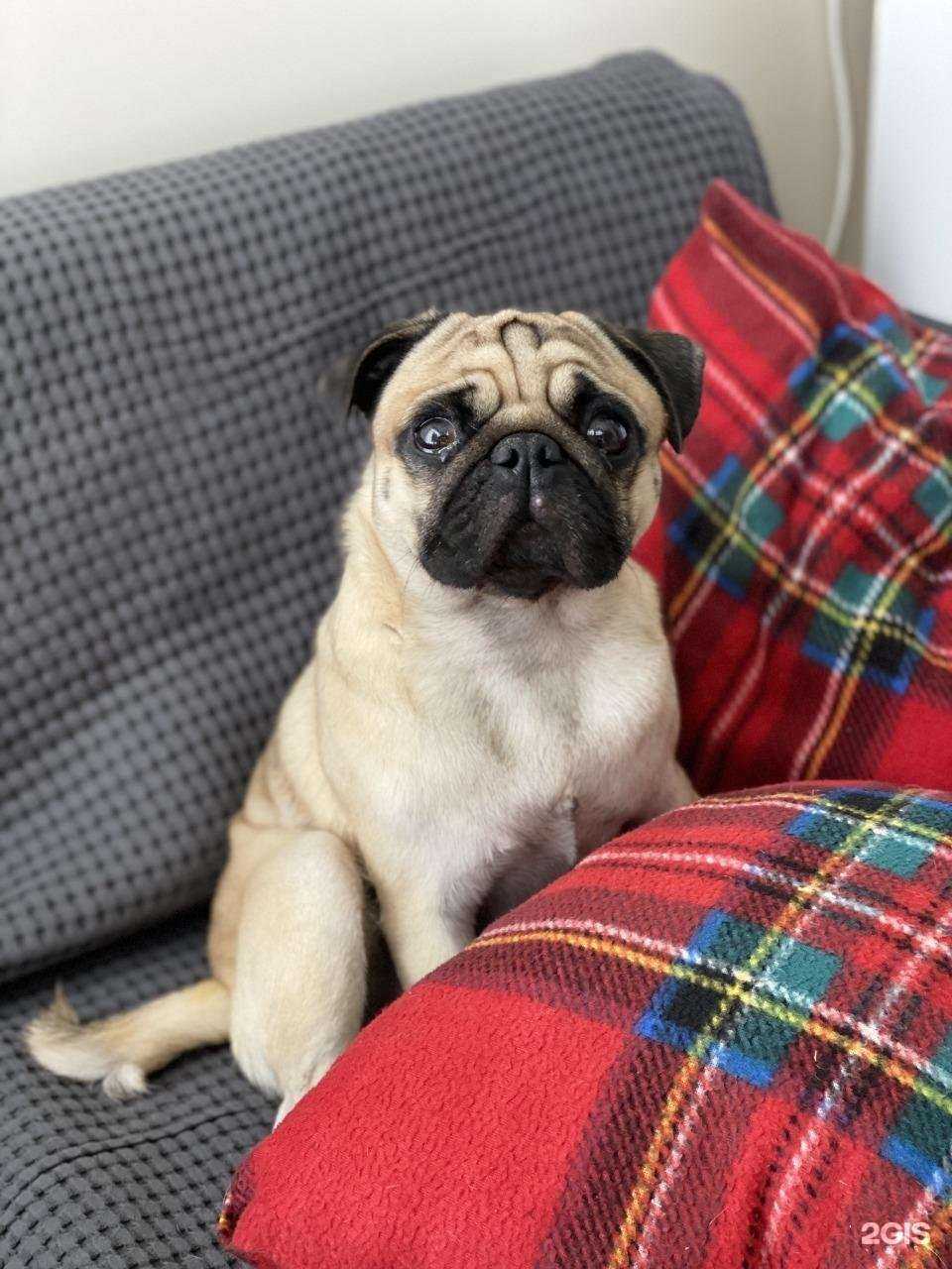 Отзывы на компанию Ветеринарный лазарет в г. Краснодар c фото