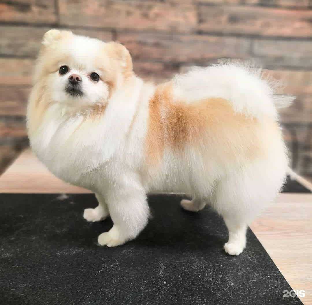 Отзывы на компанию Лексус groom в Нижнекамске c фото